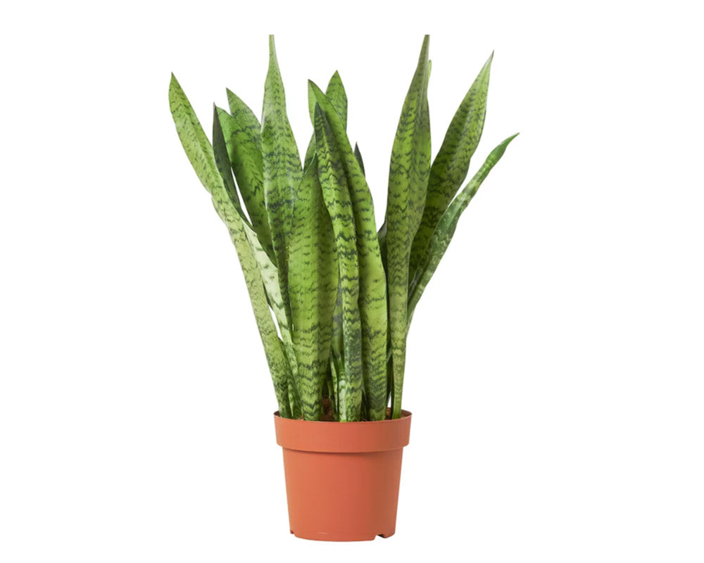 Snake Plant - LOV Flowers