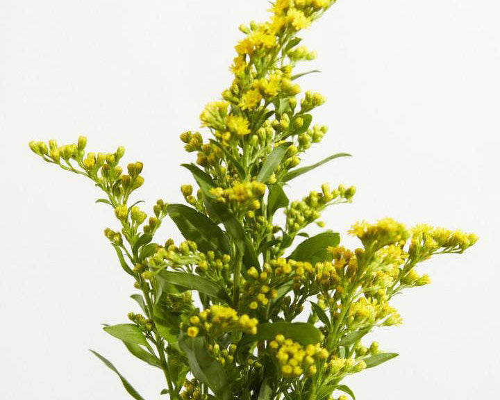 Yellow solidago flower