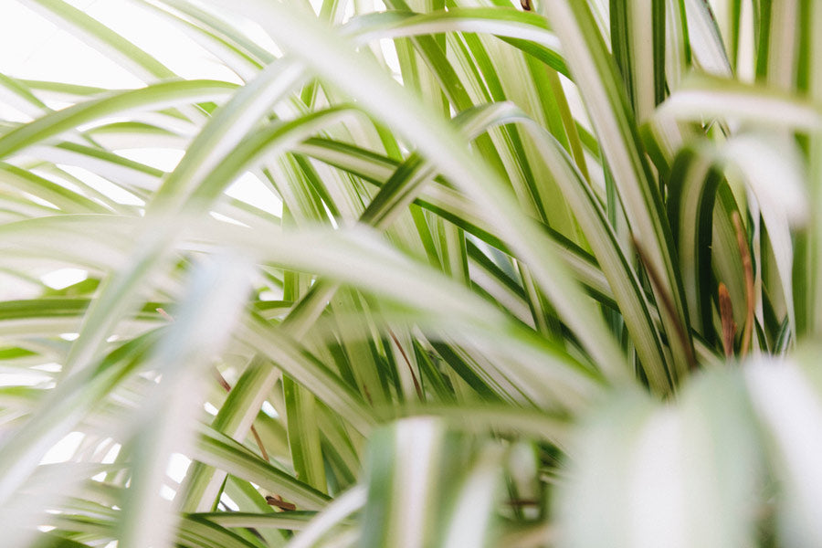 spider plant - LOV Flowers