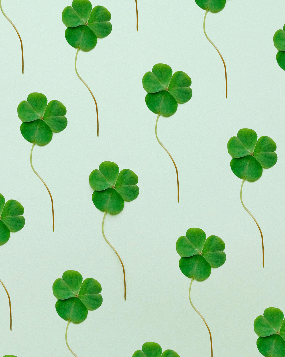 How to decorate St Patrick's Day with flowers
