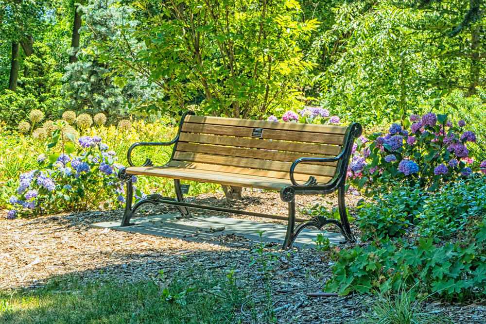 wooden bench blue hydrangeas in green summer garden