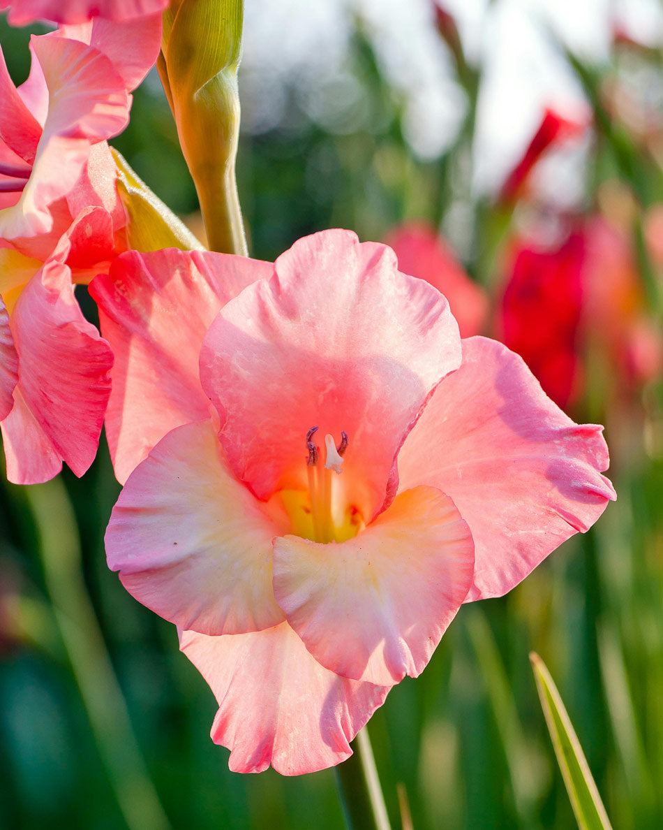 Popular Summer Flowers Gladiolus