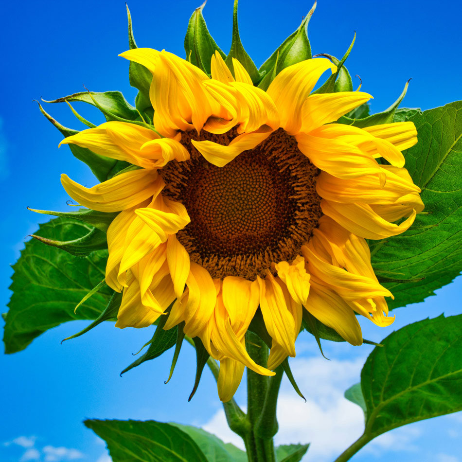 Sunflowers Symbolise Femininity