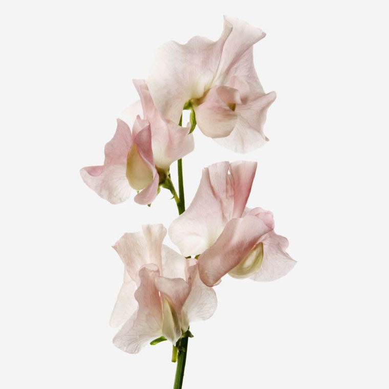 Light Blush Pink Sweet Pea Sweetpea Flower