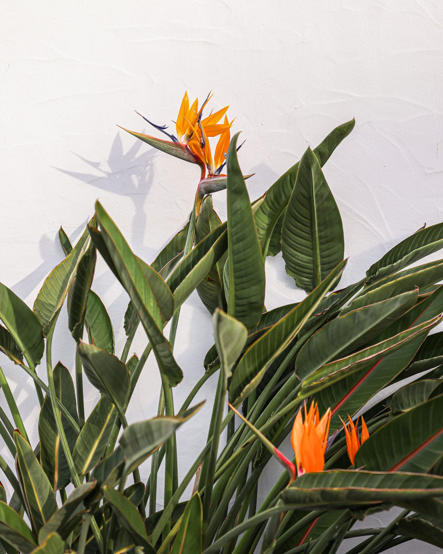 Tropical Bird of Paradise Flower Colourful Plant Green Leaves