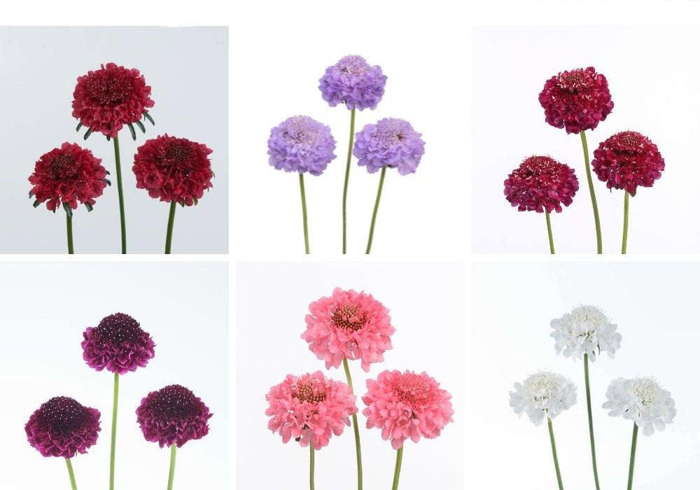 Different colours of scabiosa flower - LOV Flowers