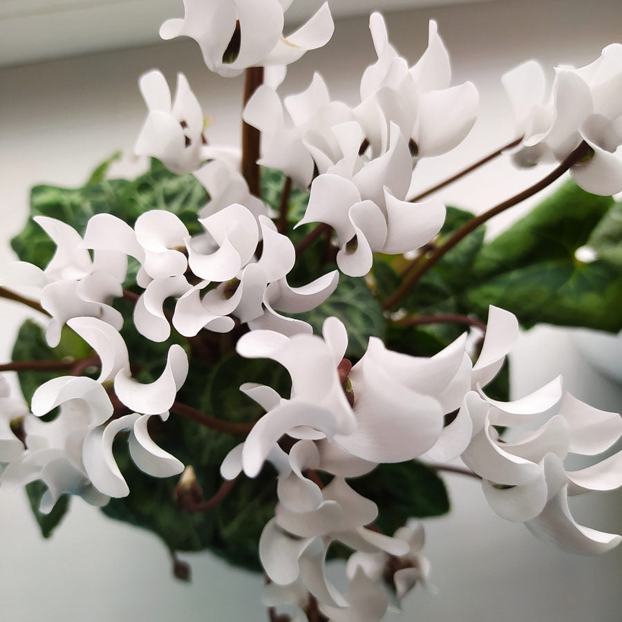 White cyclamen winter flowers