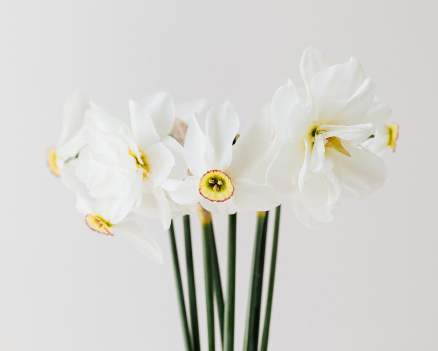 The Daffodil: Meanings, Images & Insights