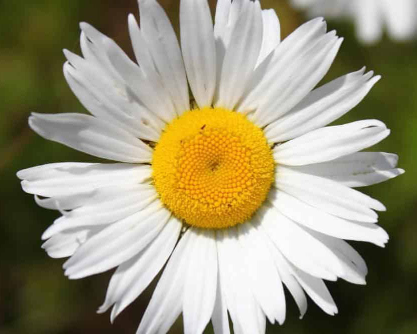 White yellow daisy flower