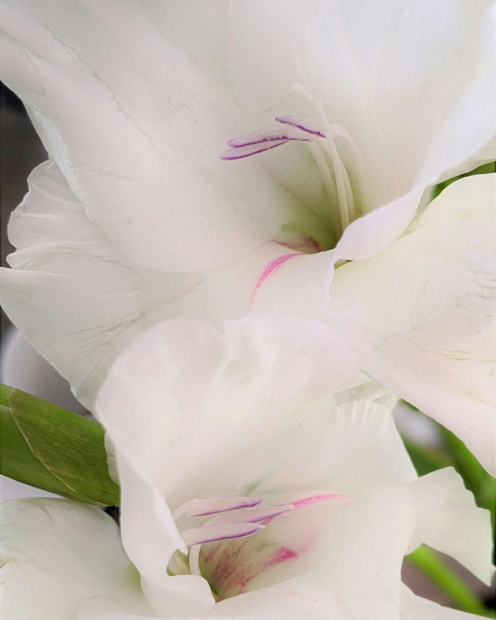 Gladiolus Flower Facts Information Guide