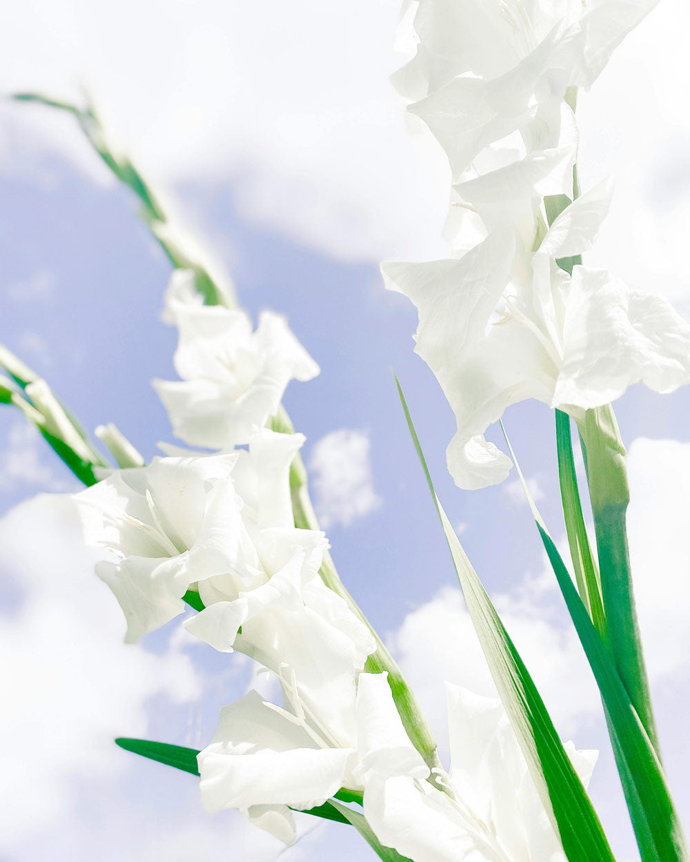 Gladiolus Flower Facts Information Guide