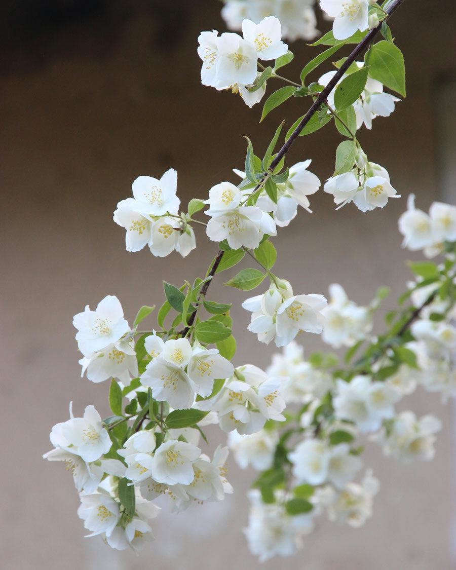 Jasmine Flower Symbolise Femininity