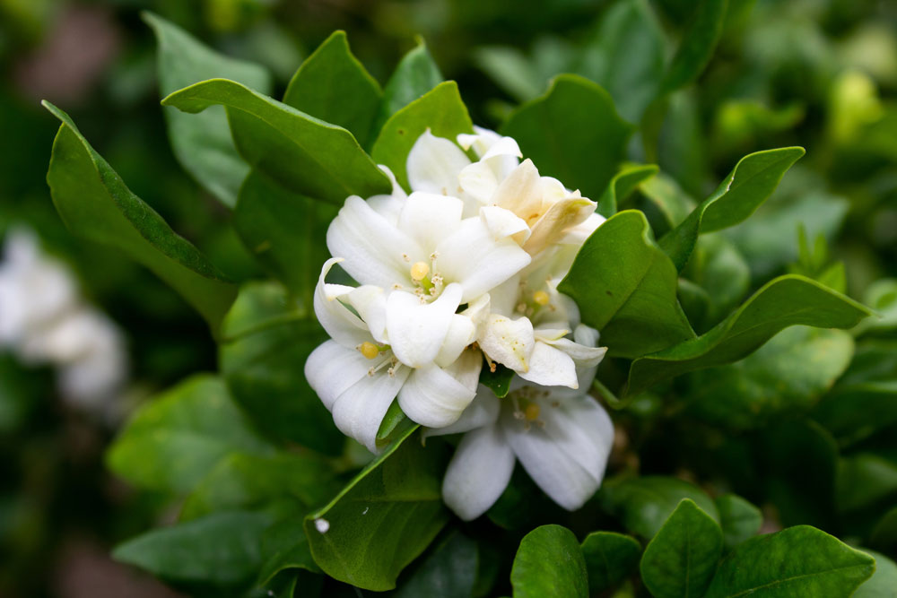 White Jasmine Flower In Garden