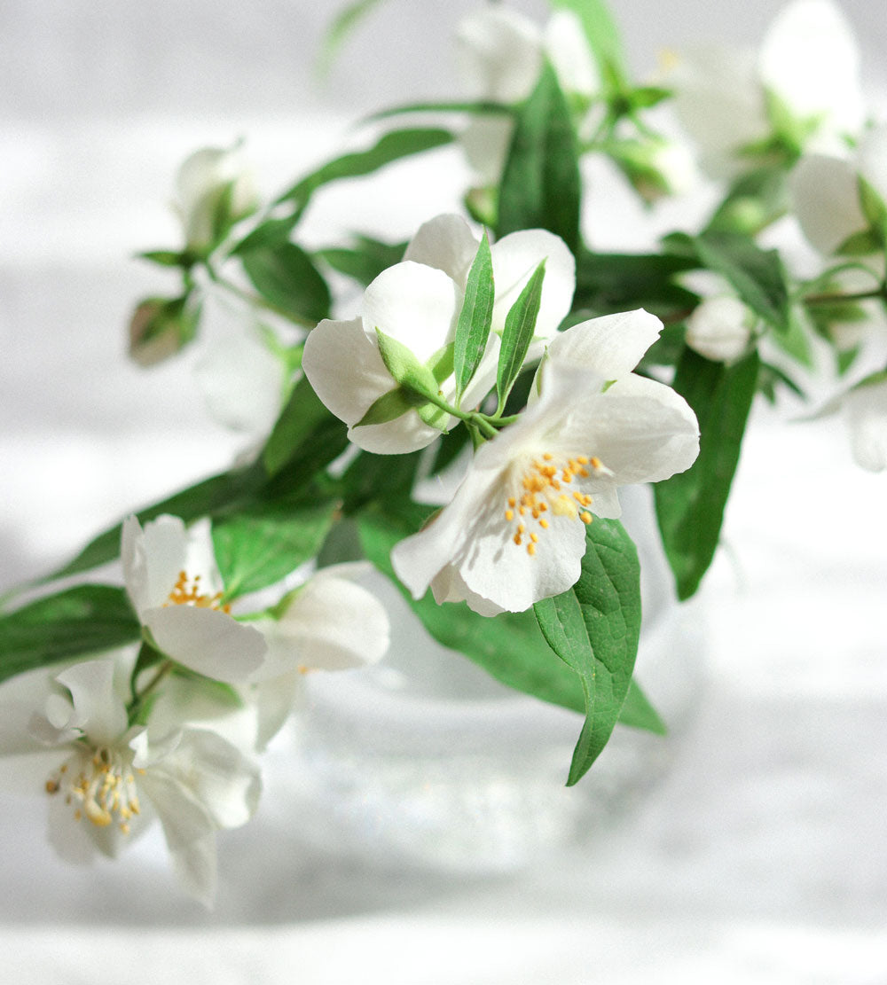 White Jasmine Flowers with Green Leaves in Vase