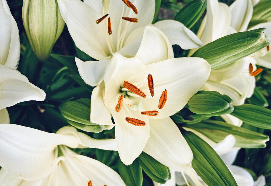 White lily lilies with pollen