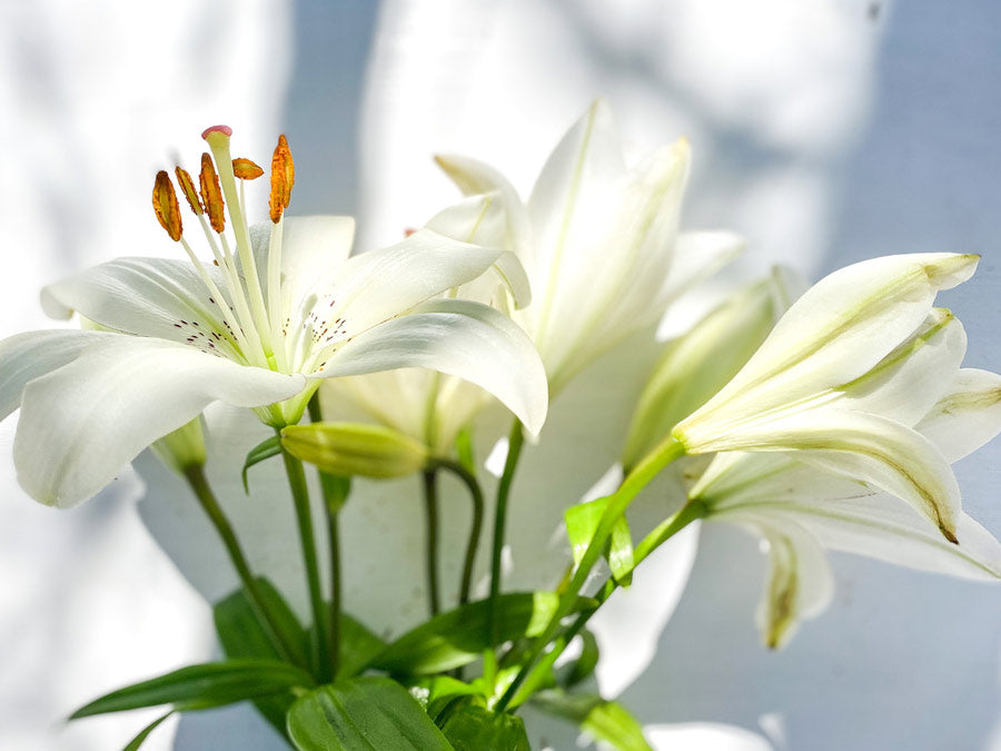 White lily lilies - LOV Flowers