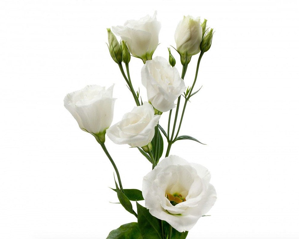Single stem white lisianthus flower by LOV Flowers