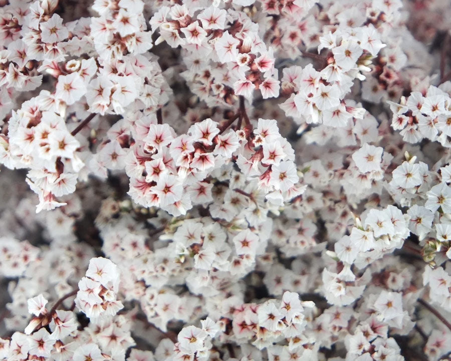 White light pink limonium flowers - LOV Flowers