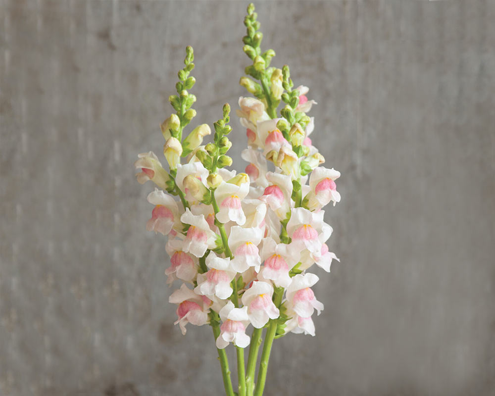 Facts About Snapdragons | LOV Flowers – LÖV Flowers
