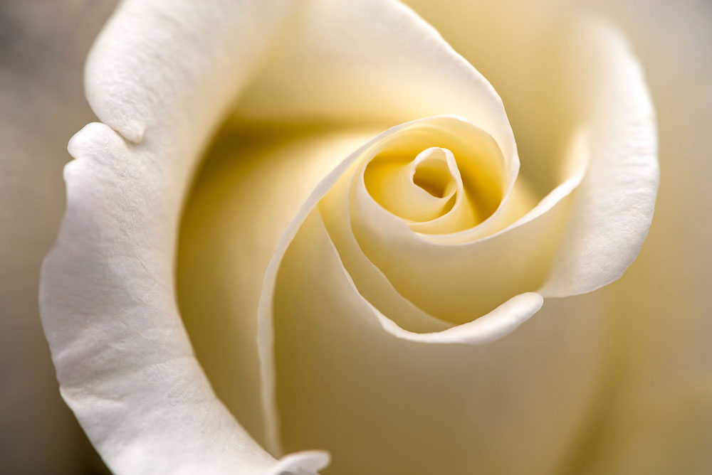 white rose flower by LOV Flowers