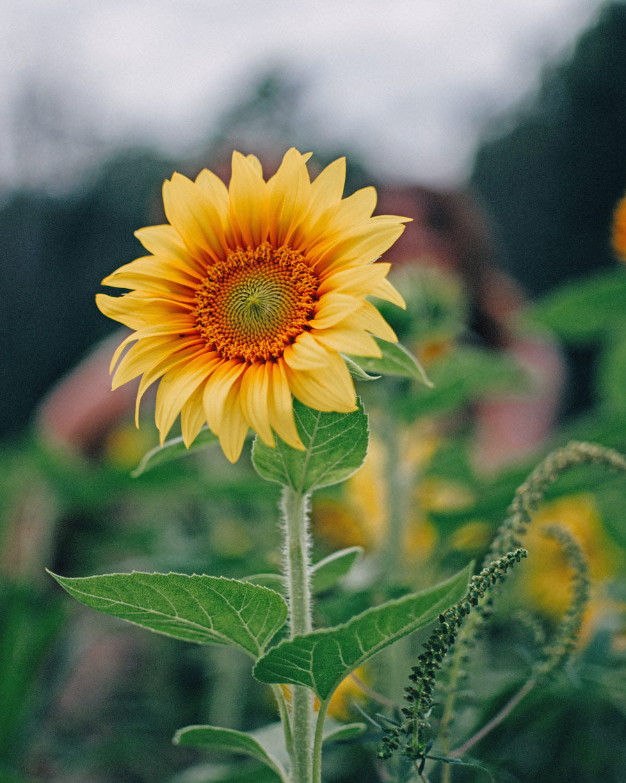 Yellow British sunflowers on a summer flower field