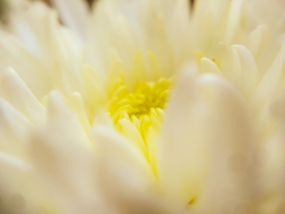 Yellow chrysanthemum flower