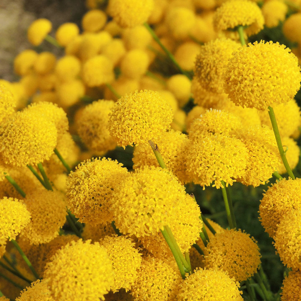 Yellow Craspedia Flowers Fresh