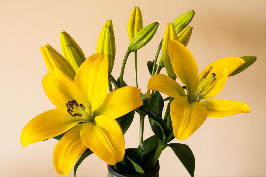 Yellow lily lilies - LOV Flowers