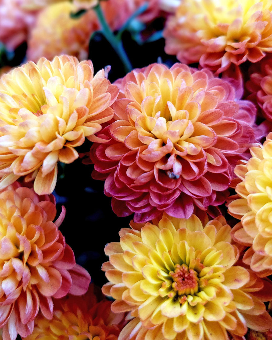 Pink yellow dahlia flowers