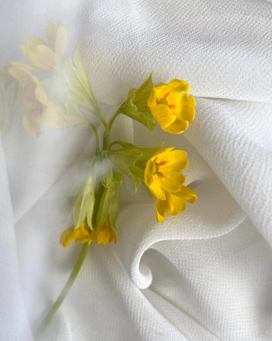 Yellow Primrose spring flowers