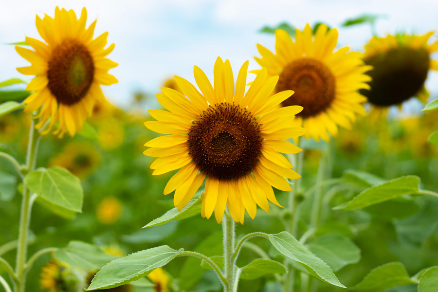 Yellow bright sunflowers sunflower field - LOV Flowers
