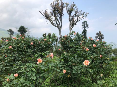 Blessings Rose at Mainaam Garden Nursery