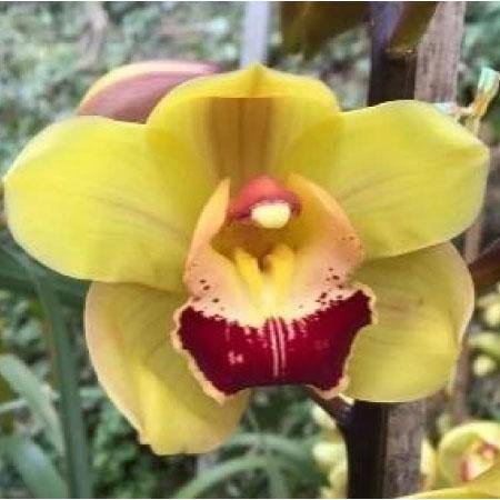 Tracy Reddaway Cymbidium Orchid