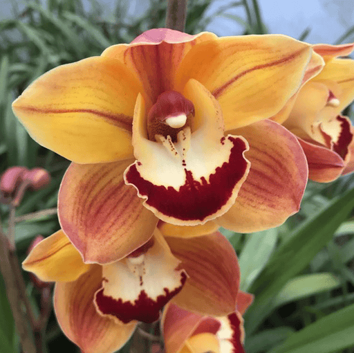 Premium Cymbidium Orchids In India Buy Cymbidium Orchids In India — Mainaam Garden 