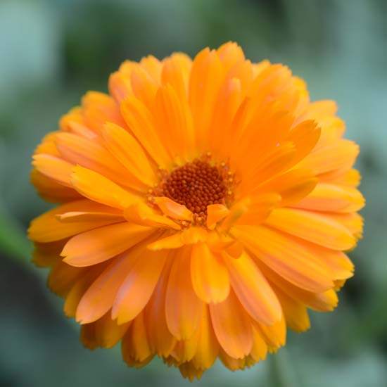 Calendula Officinalis Seeds Balls Double Orange ; — Mainaam Garden