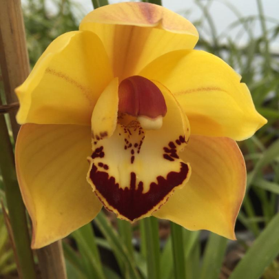 Mainaam Hybrid Cymbidium Orchid - Buy Cymbidium Orchid Online in India —  Mainaam Garden