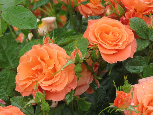 Heaven on Earth™ — Kordes® Roses