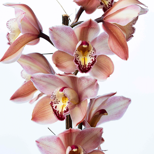 orchid cymbidium plant