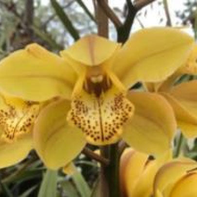 Sippy Cymbium Orchid - Buy Cymbidium Orchid - Mainaam Garden