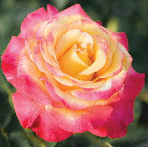 Heaven on Earth™ — Kordes® Roses