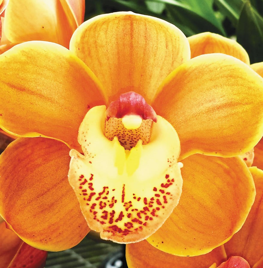 Premium Cymbidium Orchids In India Buy Cymbidium Orchids In India — Mainaam Garden 