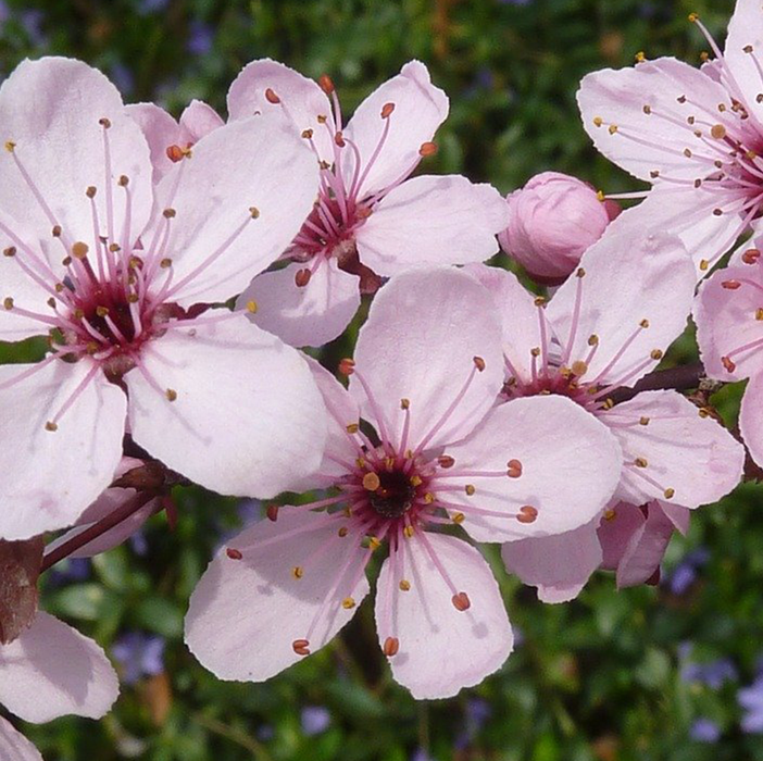 Himalayan Cherry Blossom (Mix) — Mainaam Garden