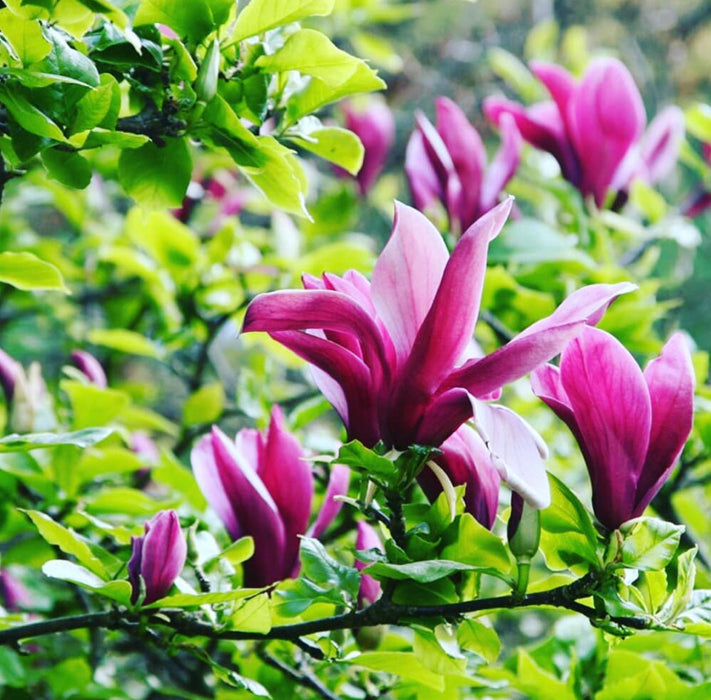 Magnolia Tree for sale — Mainaam Garden