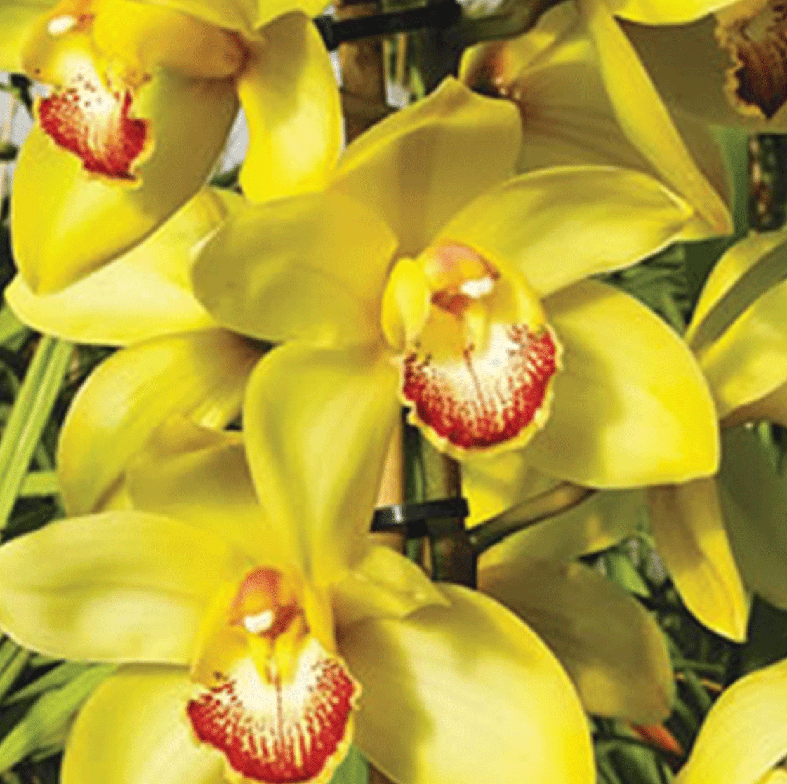 Premium Cymbidium Orchids In India Buy Cymbidium Orchids In India — Mainaam Garden 