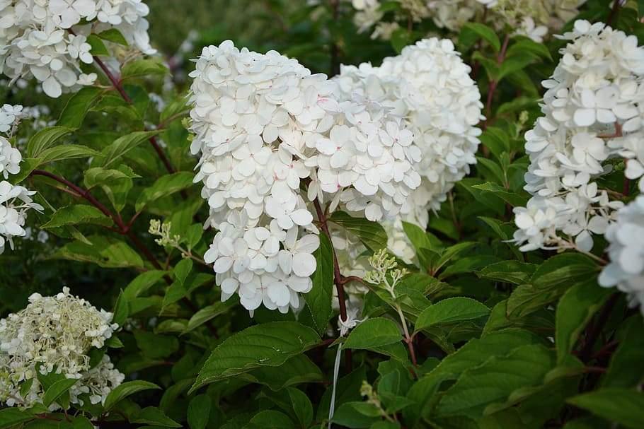 Limelight Hydrangea For Sale Online | Mainaam garden — Mainaam Garden