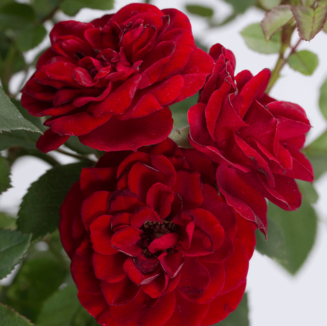 red sunblaze miniature rose