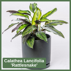 Calathea Lancifolia 'Rattlesnake'