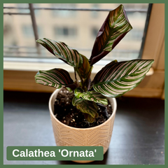 Calathea 'Ornata'