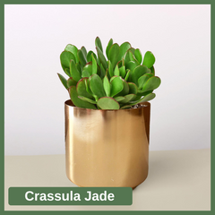 Crassula Jade