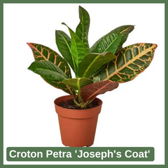 Croton Petra 'Joseph's Coat'
